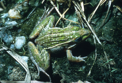 Medine Grassland Frog photo 3