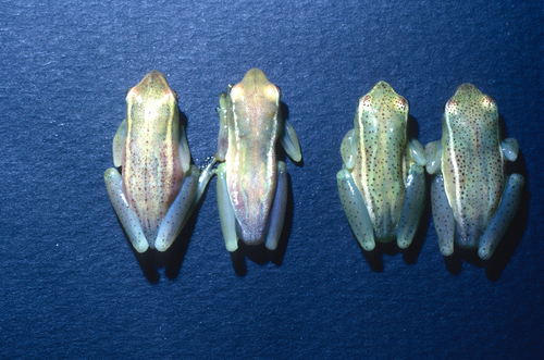 Igbetti Long Reed Frog, Hyperolius igbettensis