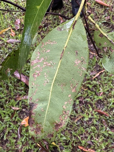 Eucalyptus robusta
