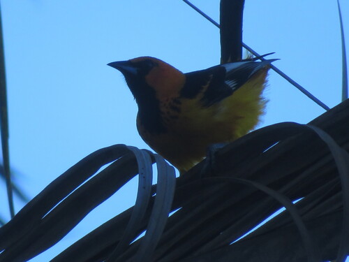 Spot-breasted Oriole (Icterus pectoralis), photo 3
