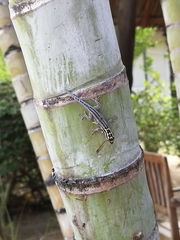 Lygodactylus kimhowelli