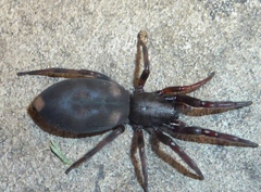 Lampona cylindrata