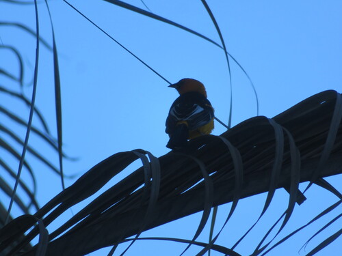 Spot-breasted Oriole (Icterus pectoralis), photo 4