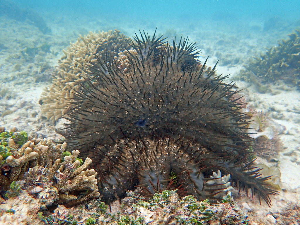 Crown-of-thorns starfish - Wikipedia