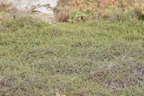 Frankenia pauciflora (Frankenia pauciflora)