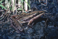Uganda Grassland Frog photo 1