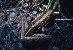 Uganda Grassland Frog photo 2