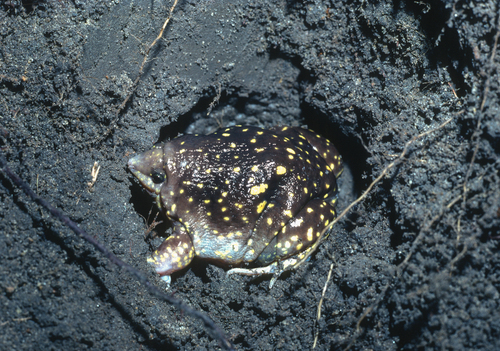 Guinea Snout-burrower
