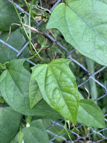Thunbergia fragrans