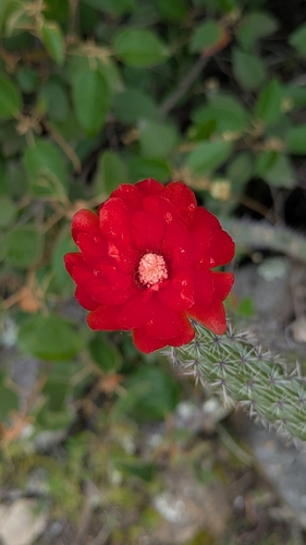 Corryocactus erectus, photograph 3