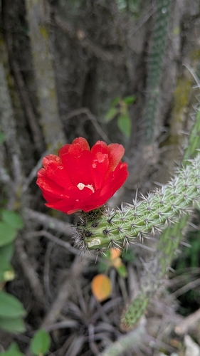 Corryocactus erectus, photograph 4