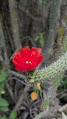 Corryocactus erectus, photograph (c) Thibaud Aronson, some rights reserved (CC BY-SA)