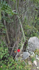 Corryocactus erectus, photograph (c) Thibaud Aronson, some rights reserved (CC BY-SA)