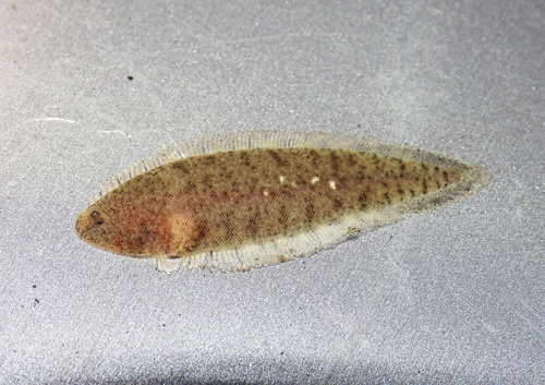 Californische tongschar (Symphurus atricaudus) — Cynoglossidae — 3