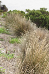 Austrostipa stipoides