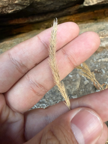 Mexican Muhly (Muhlenbergia mexicana)