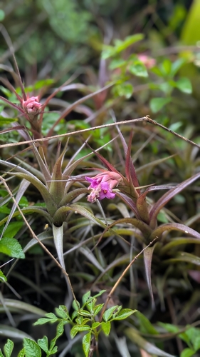 Tillandsia nana, photograph 1