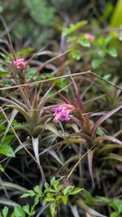 Tillandsia nana