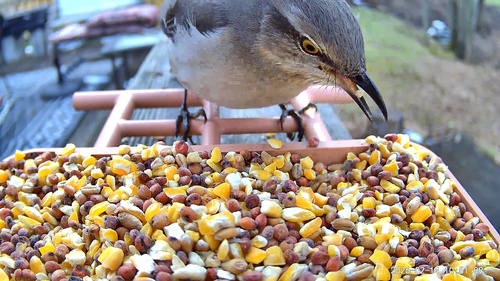 Northern Mockingbird