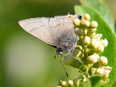 Electrostrymon guzanta