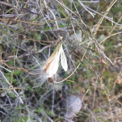 Metastelma arizonicum