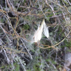 Metastelma arizonicum