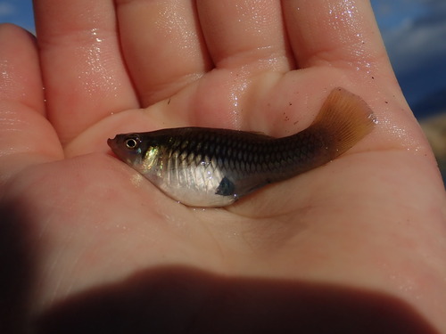 Sunset platy (Xiphophorus variatus) — Poeciliidae — 5