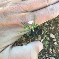 Linanthus bigelovii