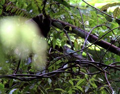 Chrysococcyx lucidus lucidus