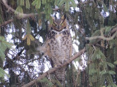 Bubo virginianus
