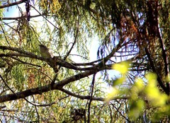 Chrysococcyx lucidus lucidus