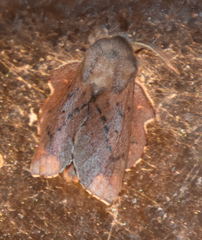 Phyllodesma americana