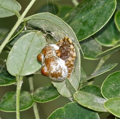 Mastophora cornigera