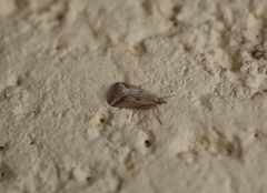 Achyra massalis