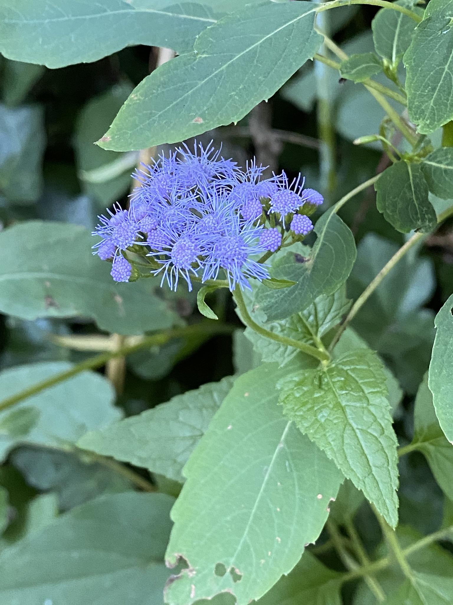 Blue Mistflower (Conoclinium coelestinum)