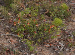 Correa reflexa scabridula