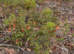 Correa reflexa scabridula