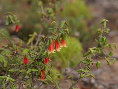 Correa reflexa scabridula