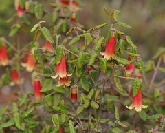 Correa reflexa scabridula