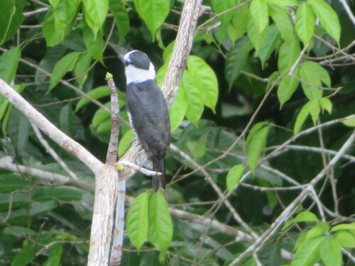 White-necked Puffbird (Notharchus hyperrhynchus), photo 6