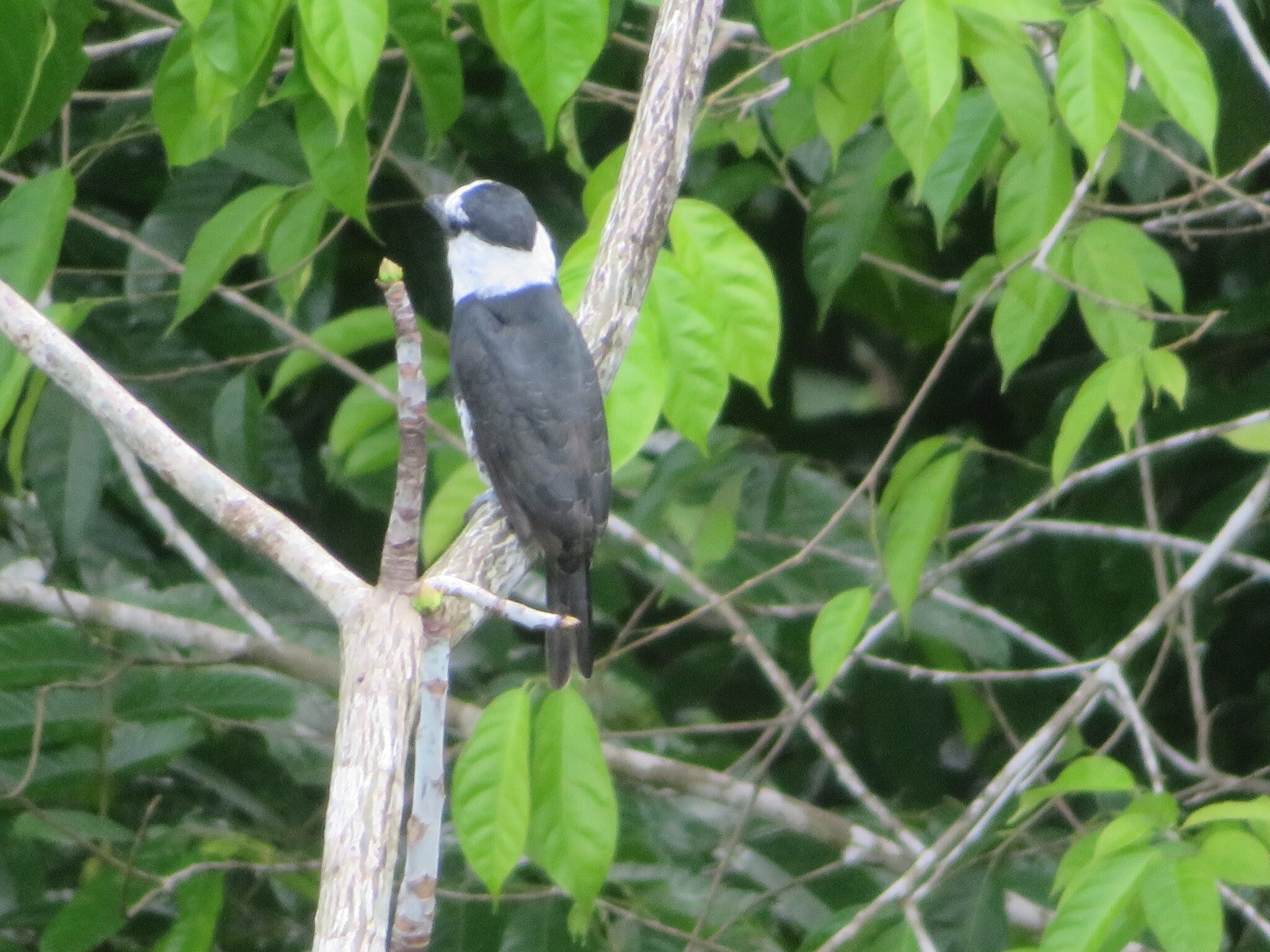 White-necked Puffbird (Notharchus hyperrhynchus), photo 6