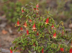 Correa reflexa scabridula