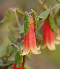 Correa reflexa scabridula