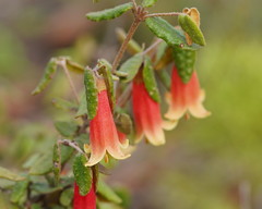 Correa reflexa scabridula