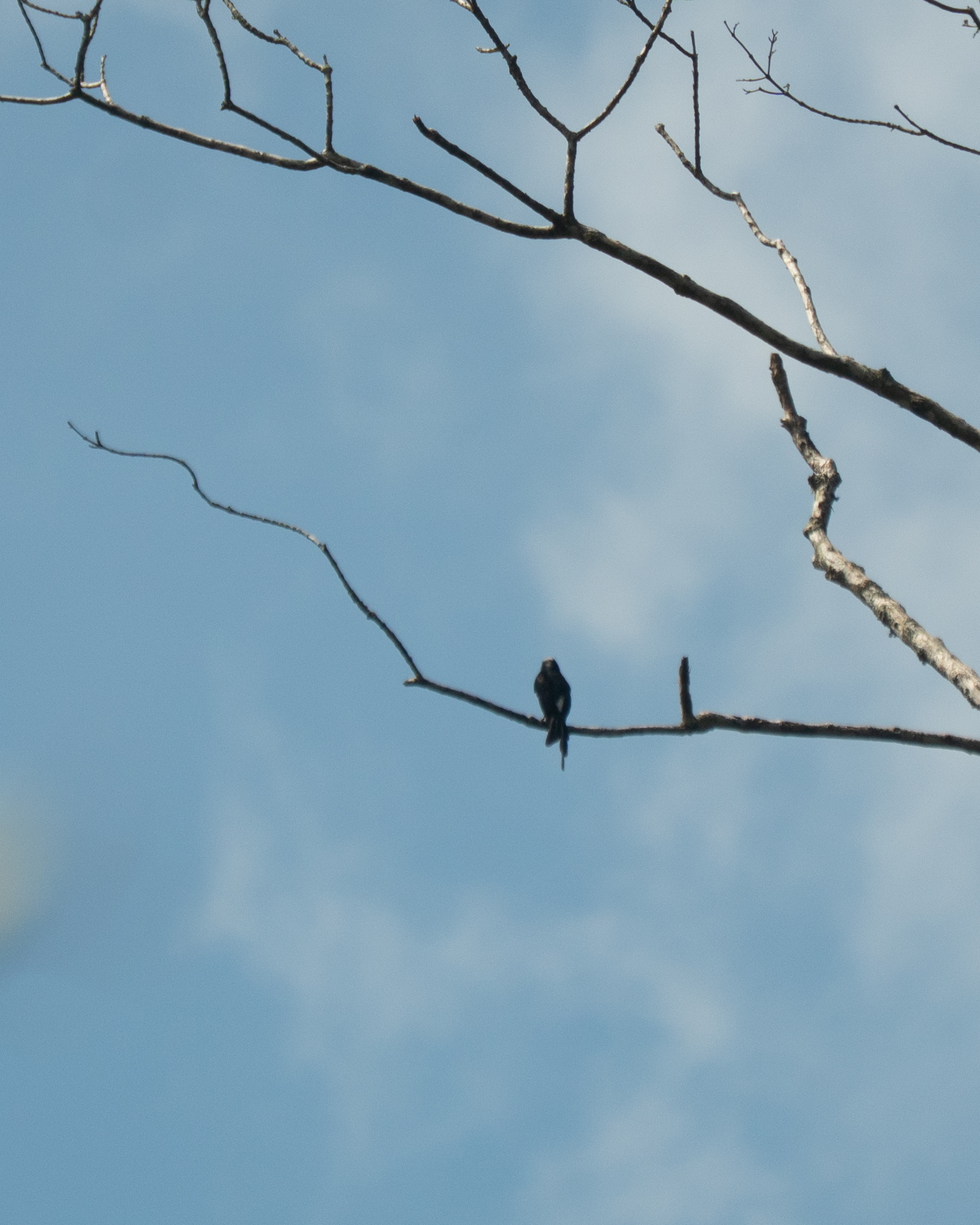 Long-tailed Tyrant (Colonia colonus), photo 7