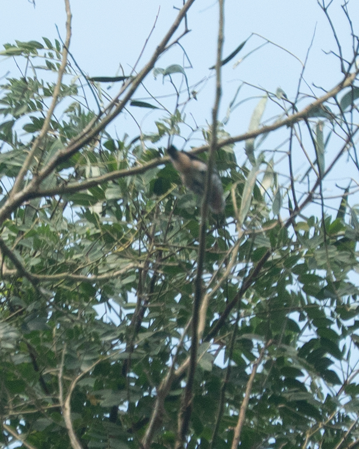 Buff-throated Purpletuft (Iodopleura pipra), photo 2