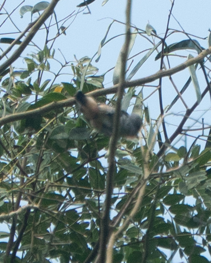 Buff-throated Purpletuft (Iodopleura pipra), photo 1