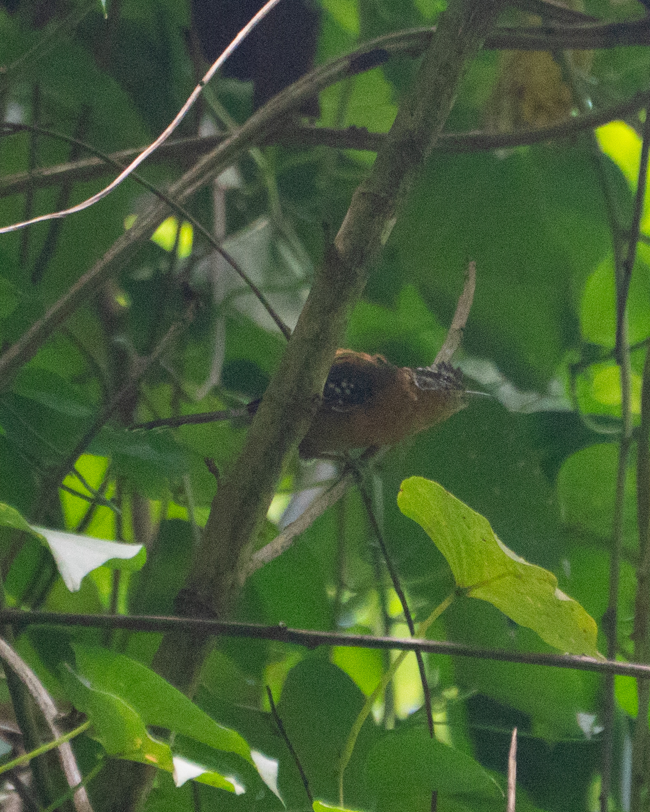 Ferruginous Antbird (Drymophila ferruginea), photo 7