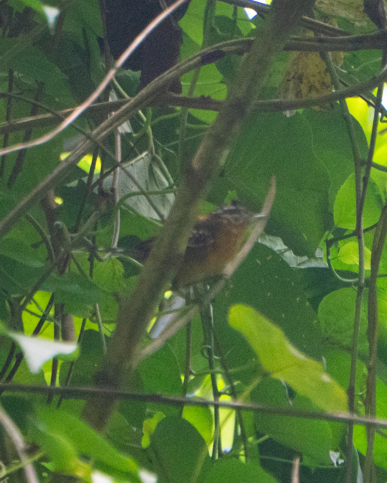 Ferruginous Antbird (Drymophila ferruginea), photo 8
