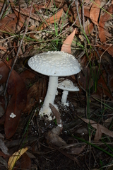 Amanita ananiceps